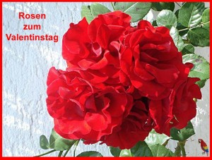 Zum Valentinstag Rote Rosen