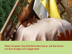 Eichhoernchen beim Decken-Diebstahl