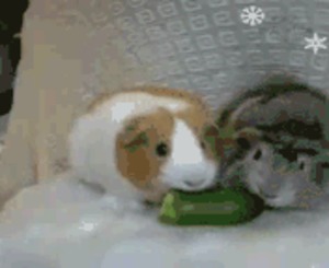 meine Meerschweinchen