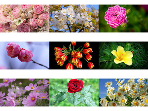 ST. Valentin ... Des Fleurs - St. Valentin Blumen