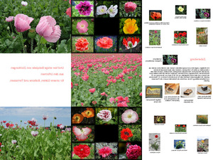 klicke hier, um die Datei herunterzuladen Mohn