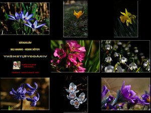 GEPU-Bildermix-158-Blumen