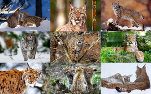 klicke hier, um die Datei herunterzuladen Bobcats - Rotluchs (eine kleine nordamerikanische Katze)