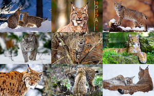 Bobcats - Rotluchs (eine kleine nordamerikanische Katze)