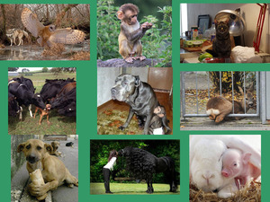 klicke hier, um die Datei herunterzuladen Schöne Tiergeschichten