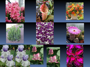 klicke hier, um die Datei herunterzuladen Beautyful Flowers