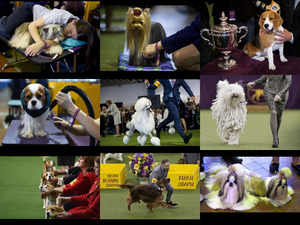 klicke hier, um die Datei herunterzuladen Westminster Dog Show
