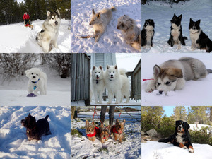 Winter-Dogs-2 - Winter-Hunde-2