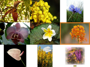 klicke hier, um die Datei herunterzuladen Belles Photos ... Fleurs 5 - Blumen 5
