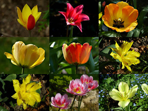 Mondo Verde Tulpen - Tulpen