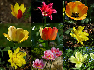 klicke hier, um die Datei herunterzuladen Mondo Verde Tulpen - Tulpen