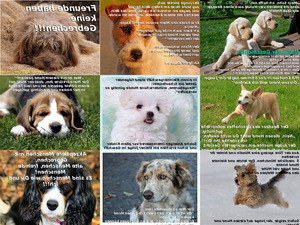 klicke hier, um die Datei herunterzuladen fuer Hunde-Freunde