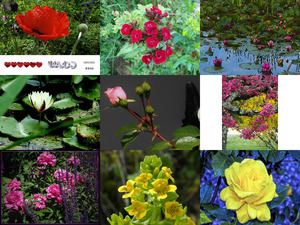 Belles Photos ... Fleurs 7 - Fotos schne Blumen 7