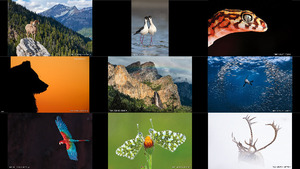 klicke hier, um die Datei herunterzuladen Windland Awards 2016 - Die beste Fotografie der Natur