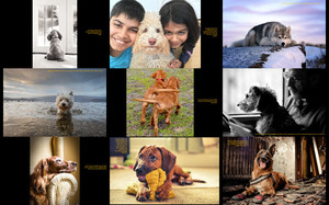 klicke hier, um die Datei herunterzuladen Dog Photographer of the Year 2016 - Hund Fotograf