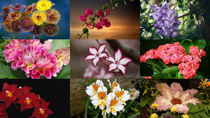 Flowers 1 - Full HD - Blumen 1 - Full HD