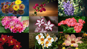klicke hier, um die Datei herunterzuladen Flowers 1 - Full HD - Blumen 1 - Full HD