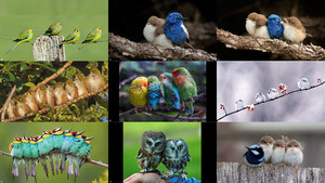 The Touching Birds Photos - Die sich berhrenden Vgel 