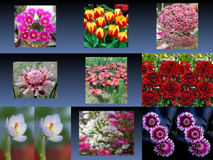 klicke hier, um die Datei herunterzuladen Beautyful Flowers 3