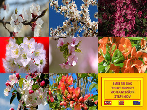 klicke hier, um die Datei herunterzuladen Frühlingsblüten