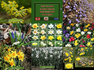 klicke hier, um die Datei herunterzuladen Frühlingsblumen