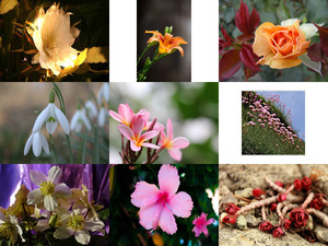 Belles Photos ... Fleurs 6 - Fotos schnen Blumen 6