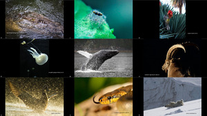 klicke hier, um die Datei herunterzuladen Finalists of UN World Wildlife Day 2017 Photo Competition
