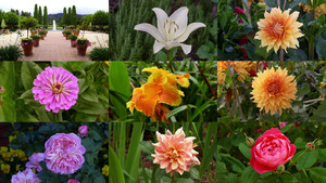 klicke hier, um die Datei herunterzuladen Gorgeous Flowers - Wunderschöne Blumen
