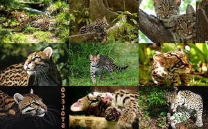 Ocelots - Ozelot