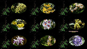 klicke hier, um die Datei herunterzuladen Wonderwereld Orgideeën - Orchideen