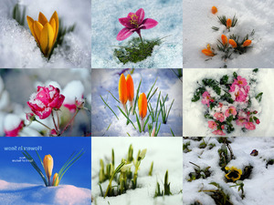 Flowers in Snow - Blumen im Schnee