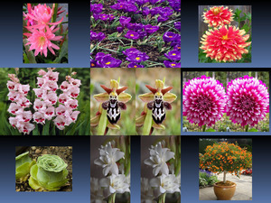 klicke hier, um die Datei herunterzuladen Beautyful Flowers 4