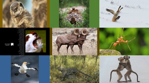 klicke hier, um die Datei herunterzuladen Comedy wildlife photo awards - Tierwelt Foto Auszeichnungen