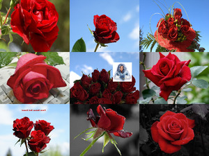 Red Roses - Rote Rosen - - nicht blttern