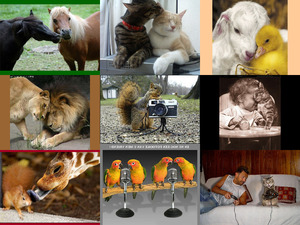 klicke hier, um die Datei herunterzuladen Tiere