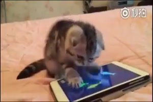 Katzen in Aktion