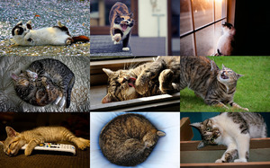 Cat Life 1 - Katzenleben 1