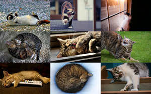 klicke hier, um die Datei herunterzuladen Cat Life 1 - Katzenleben 1