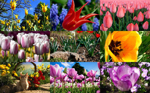 klicke hier, um die Datei herunterzuladen Beautiful Tulips 1 - Schöne Tulpen 1