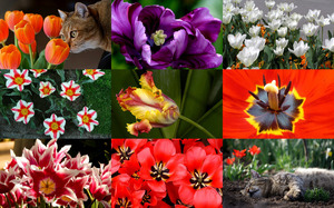 Beautiful Tulips 2 - Schne Tulpen 2