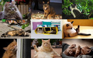klicke hier, um die Datei herunterzuladen Cat Life 2 - Katzenleben 2