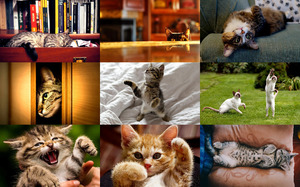 klicke hier, um die Datei herunterzuladen Cat Life 3 - Katzenleben 3