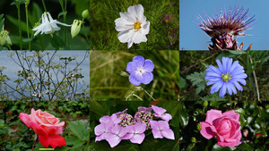 Joie de fleurs - Freude an Blumen