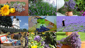 klicke hier, um die Datei herunterzuladen Lavendel ist die Seele der Provence