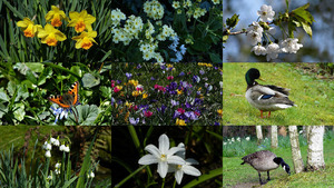 Siesta - Blumen und Tiere