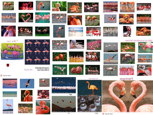 klicke hier, um die Datei herunterzuladen Flamingos