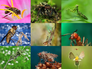 klicke hier, um die Datei herunterzuladen Makrofotografie