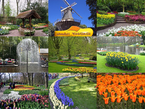 Keukenhof-Niederland