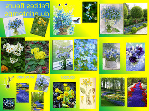 klicke hier, um die Datei herunterzuladen petites-fleurs-du-printemps-edmas