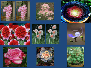 klicke hier, um die Datei herunterzuladen Beautyful Flowers 5